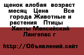 щенок алобая .возраст 1 месяц › Цена ­ 7 - Все города Животные и растения » Птицы   . Ханты-Мансийский,Лангепас г.